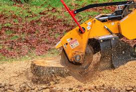 Best Tree Maintenance Programs  in Fairview, CA